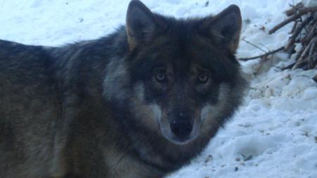 un loup qui me matt�