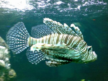 sa c le copain a Alexandre  MMDDRR